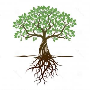 Stock Illustration Color Tree Roots Vector Illustration Graphic 300x300 Stock Illustration Color Tree Roots Vector Illustration Graphic