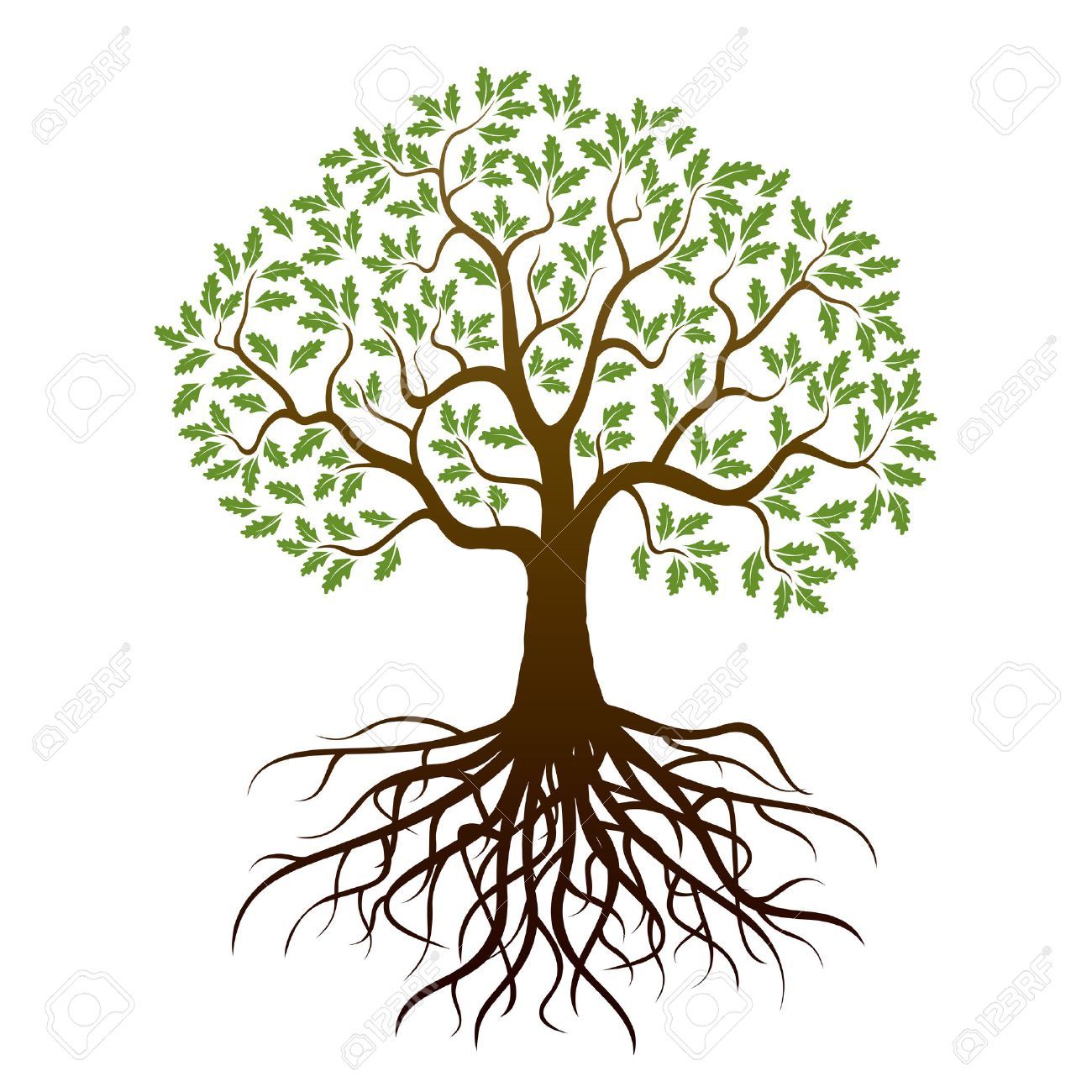Stock Vector In Oak Tree Drawings, Oak Tree Pictures 1300x1300 Stock Vector In Oak Tree Drawings, Oak Tree Pictures