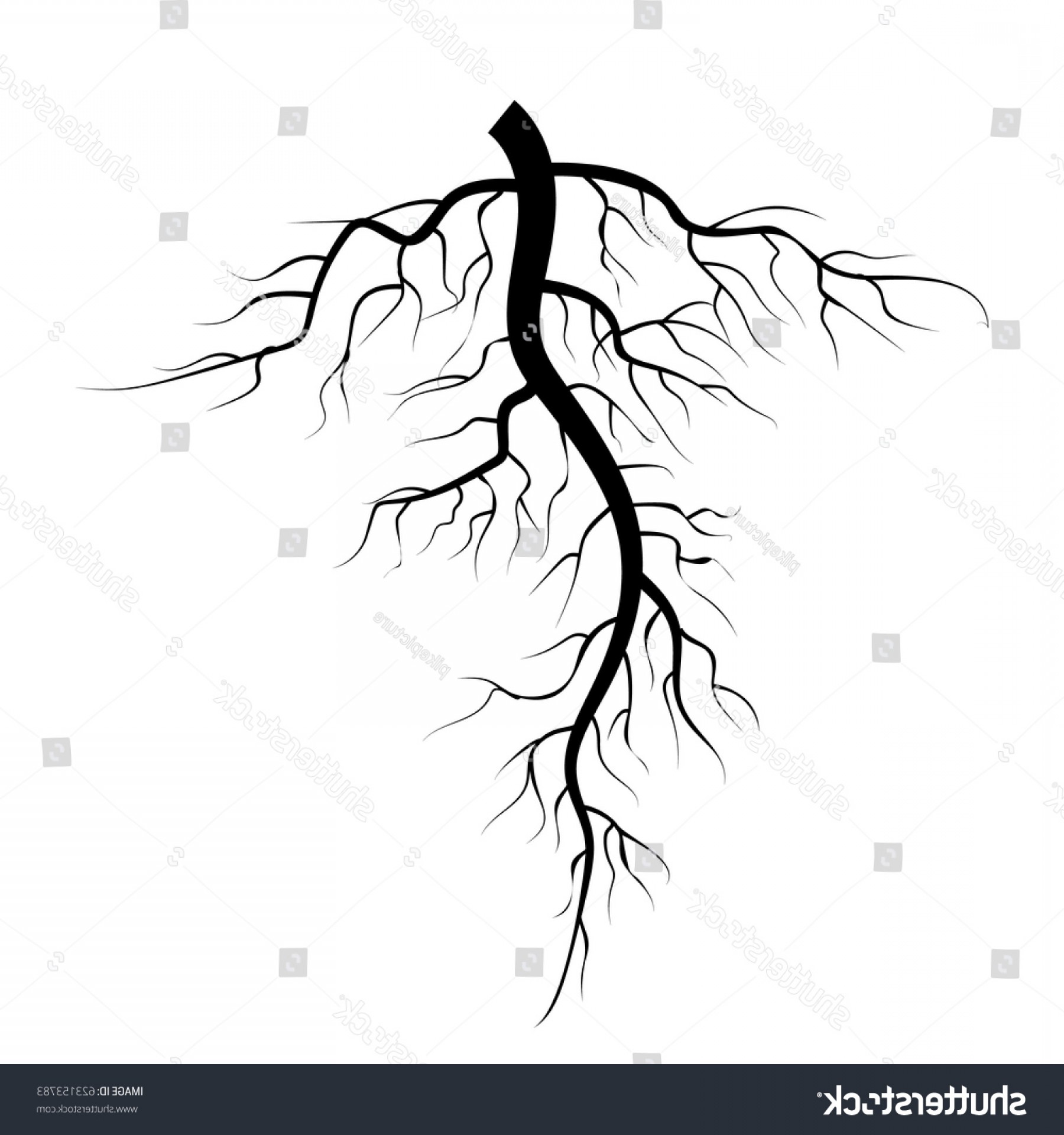 Tree Roots Vector at Vectorified.com | Collection of Tree Roots Vector ...