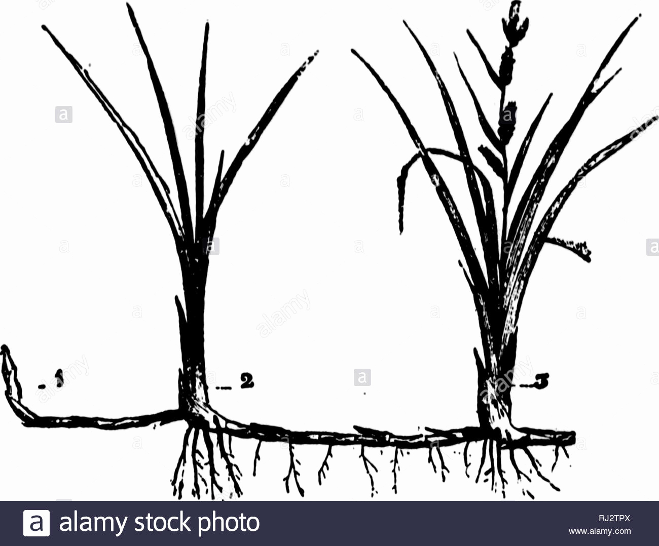 Tree Roots Vector Unique Fid Stock S Fid Stock 1300x1078 Tree Roots Vector Unique Fid Stock S Fid Stock