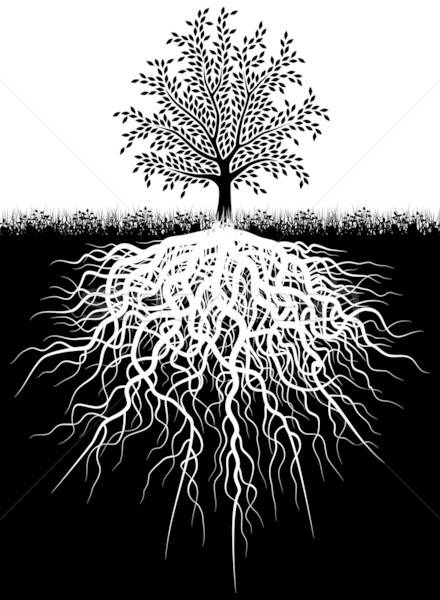 Tree Roots Vector Illustration Robert Adrian Hillman 440x600 Tree Roots Vector Illustration Robert Adrian Hillman