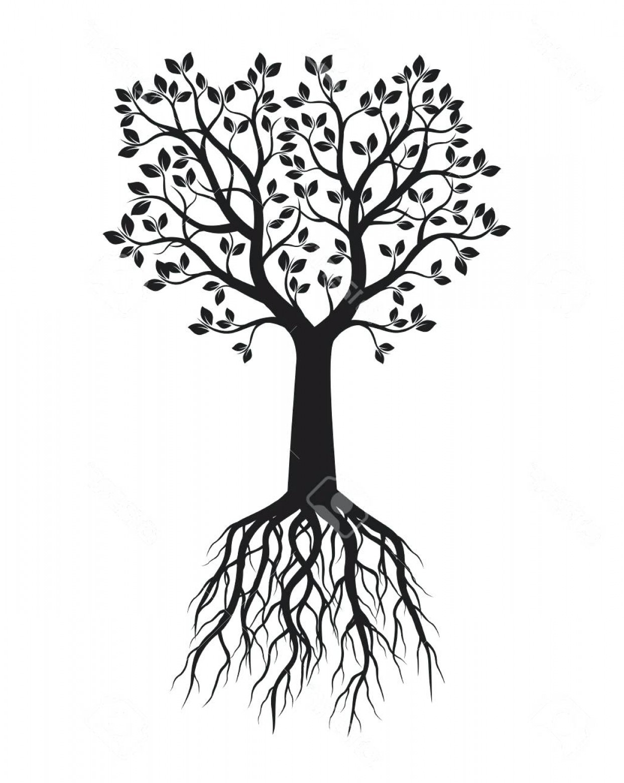 1243x1560 Oak Tree Roots Vector Hoodamath