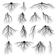 240x240 Plant Root Vector Photos, Royalty Free Images, Graphics, Vectors