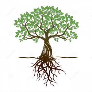 300x300 Royalty Free Stock Image Tree Roots Image Hoodamathrun