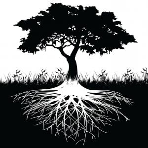 300x300 Stock Illustration Black Tree Roots Vector Illustration Nature
