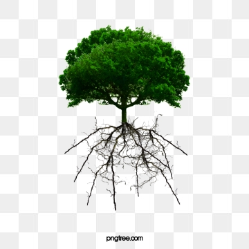 360x360 Tree Roots Png Images Vector And Free Download