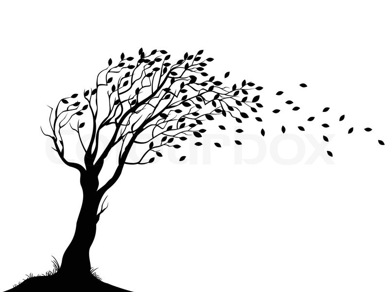 Autumn Tree Silhouette Stock Vector Colourbox 800x600 Autumn Tree Silhouette Stock Vector Colourbox