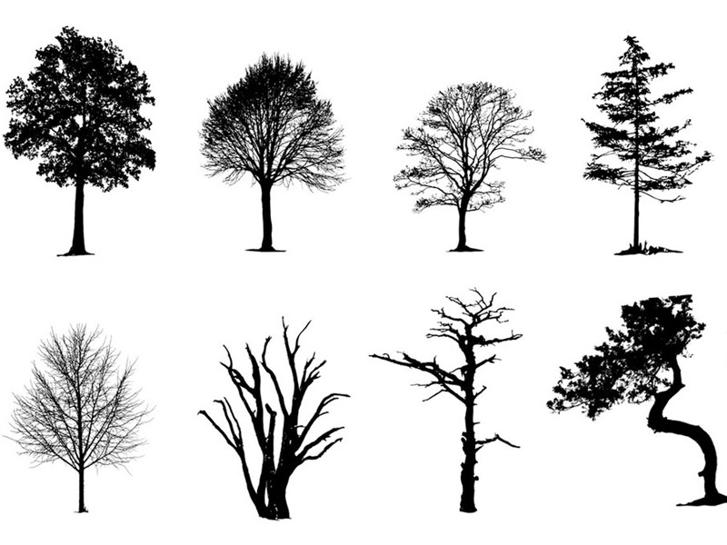 800x600 Vector Trees Pack Free Vectors Ui Download