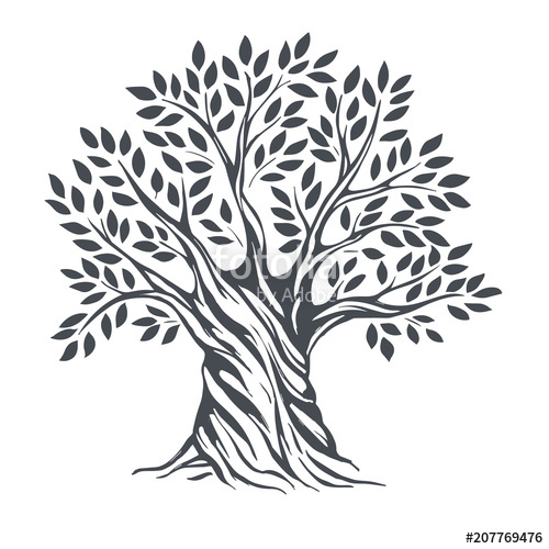 500x500 Hand Drawn Olive Tree Vector Sketch Illustration Stock Image
