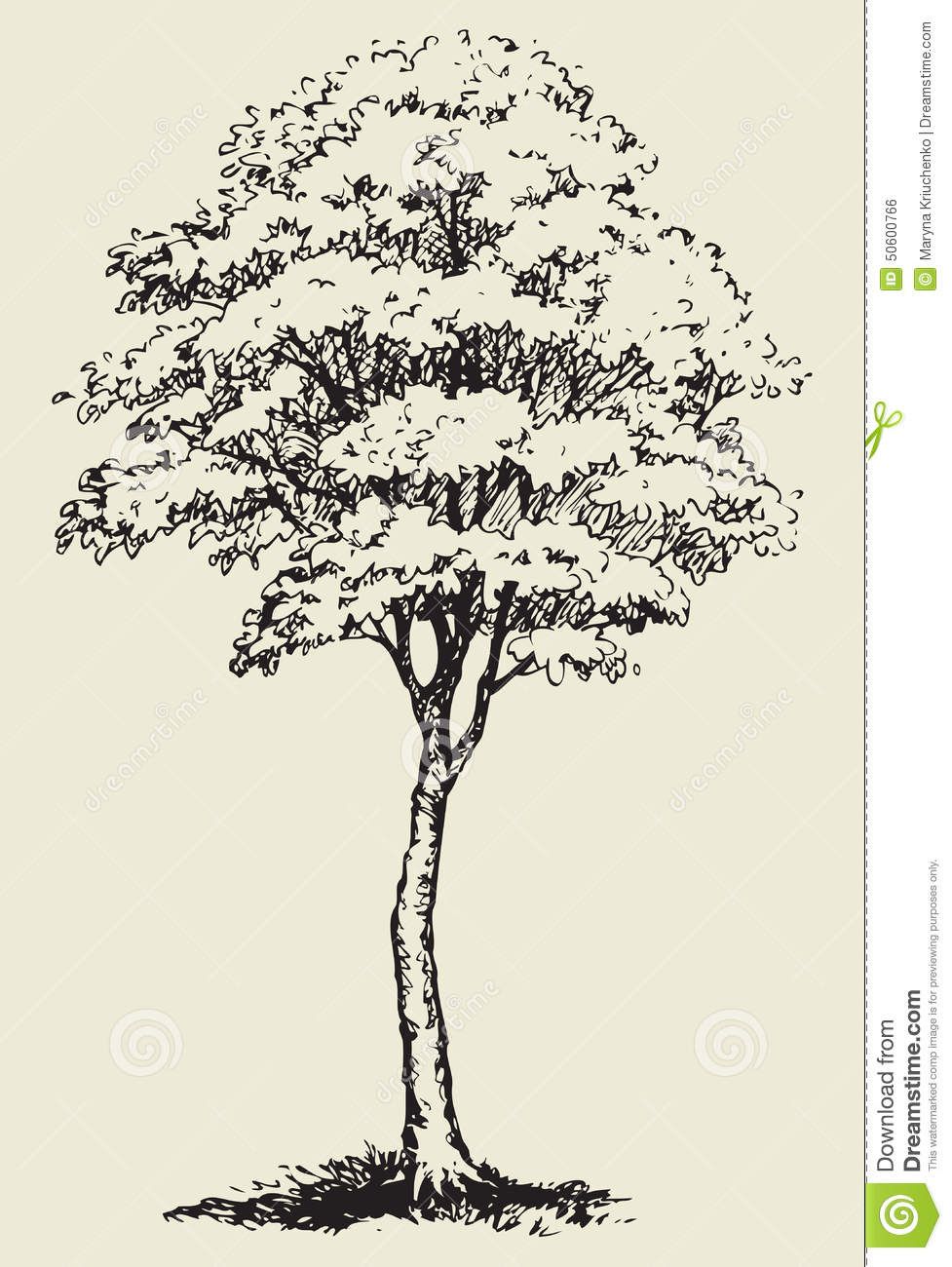 977x1300 Big Tree Vector Sketch Stock Vector