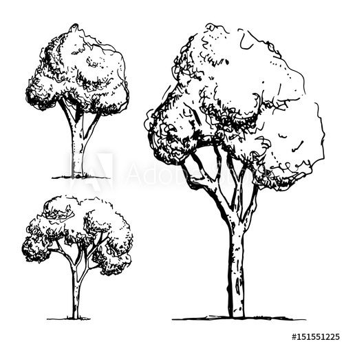 500x500 Trees Sketch Vector