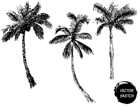 450x346 Vector Illustration Of Palm Tree Sketch For Design, Website