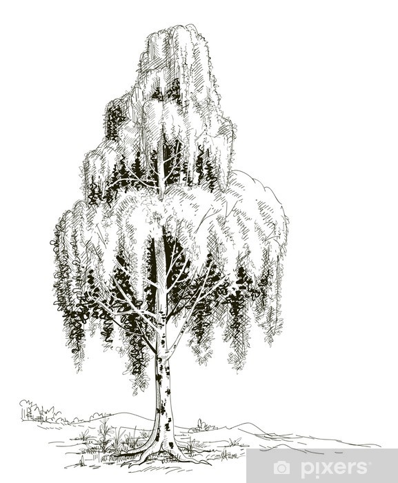 577x700 Birch Tree Sketch Vector Wall Mural