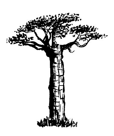 379x455 Drawing Old Bottle Tree Sketch Vector Illustration Premium Clipart