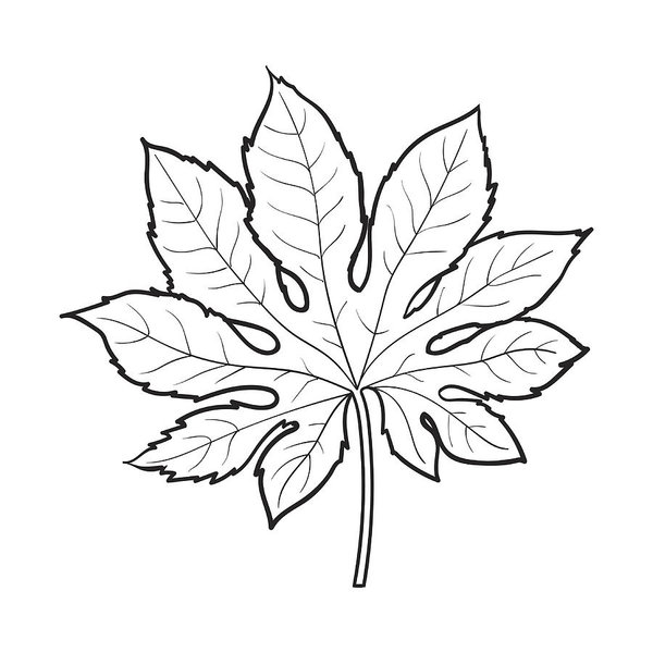 600x600 Full Leaf Of Fatsia Japonica Palm Tree, Sketch Vector Illustration