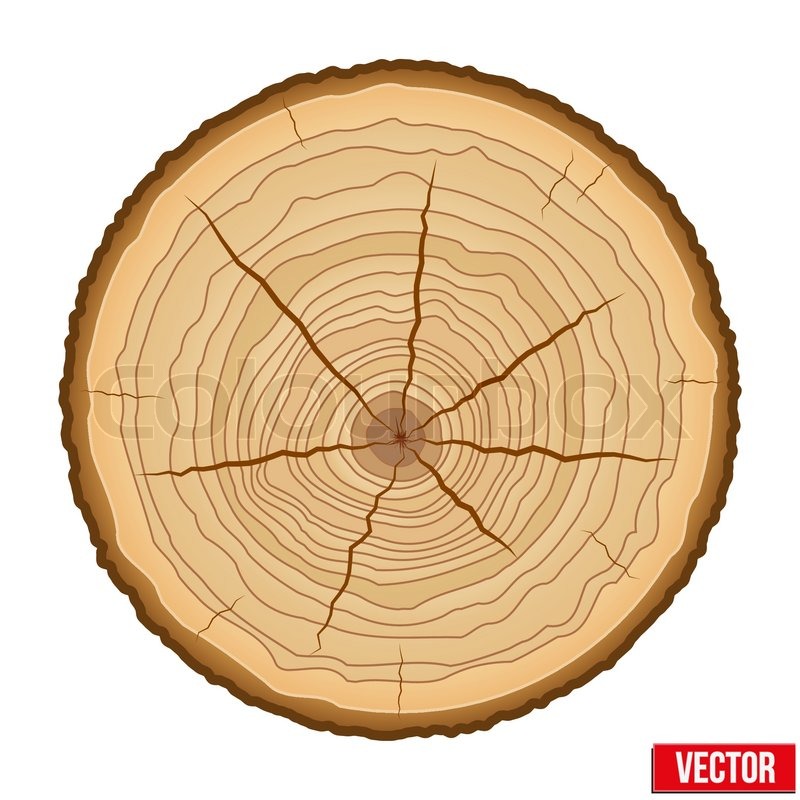800x800 Wood Cross Section Of Tree Trunk Stock Vector Colourbox