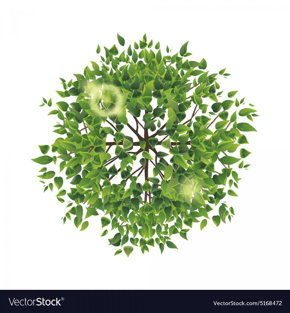 Best Summer Tree Top View Vector Images 1200x1296 Best Summer Tree Top View Vector Images