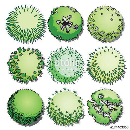 Tree Top Vector Stock Image And Royalty Free Vector 500x500 Tree Top Vector Stock Image And Royalty Free Vector