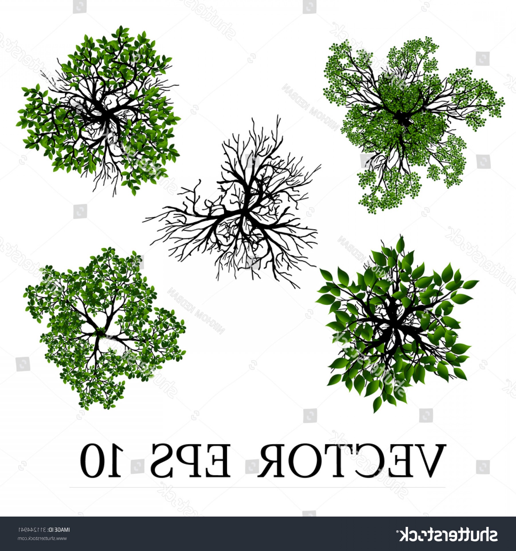 Trees Top View Landscape Vector Illustration Hoodamathrun 1800x1920 Trees Top View Landscape Vector Illustration Hoodamathrun