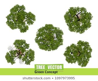 Trees Top View For Landscape Vector Illustration Tree Of Life 339x280 Trees Top View For Landscape Vector Illustration Tree Of Life
