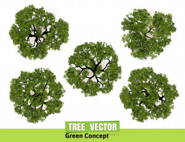 Trees Top View For Landscape Vector Illustration Vector Premium 626x480 Trees Top View For Landscape Vector Illustration Vector Premium