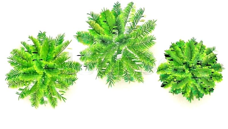 Palm Tree Top Dekolux Pro 800x452 Palm Tree Top Dekolux Pro