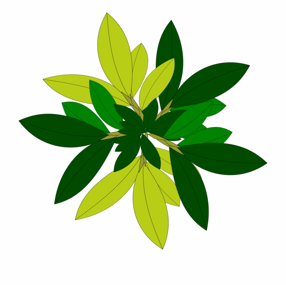 Leaf Tree Top View Png Clipart 920x917 Leaf Tree Top View Png Clipart