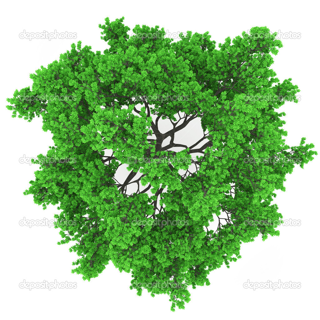 Tree Top View Vector