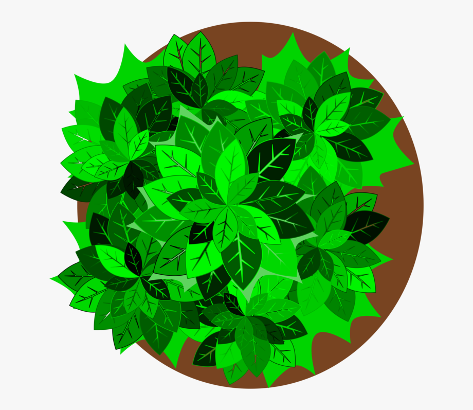 920x797 Palm Trees Shrub Plants Branch