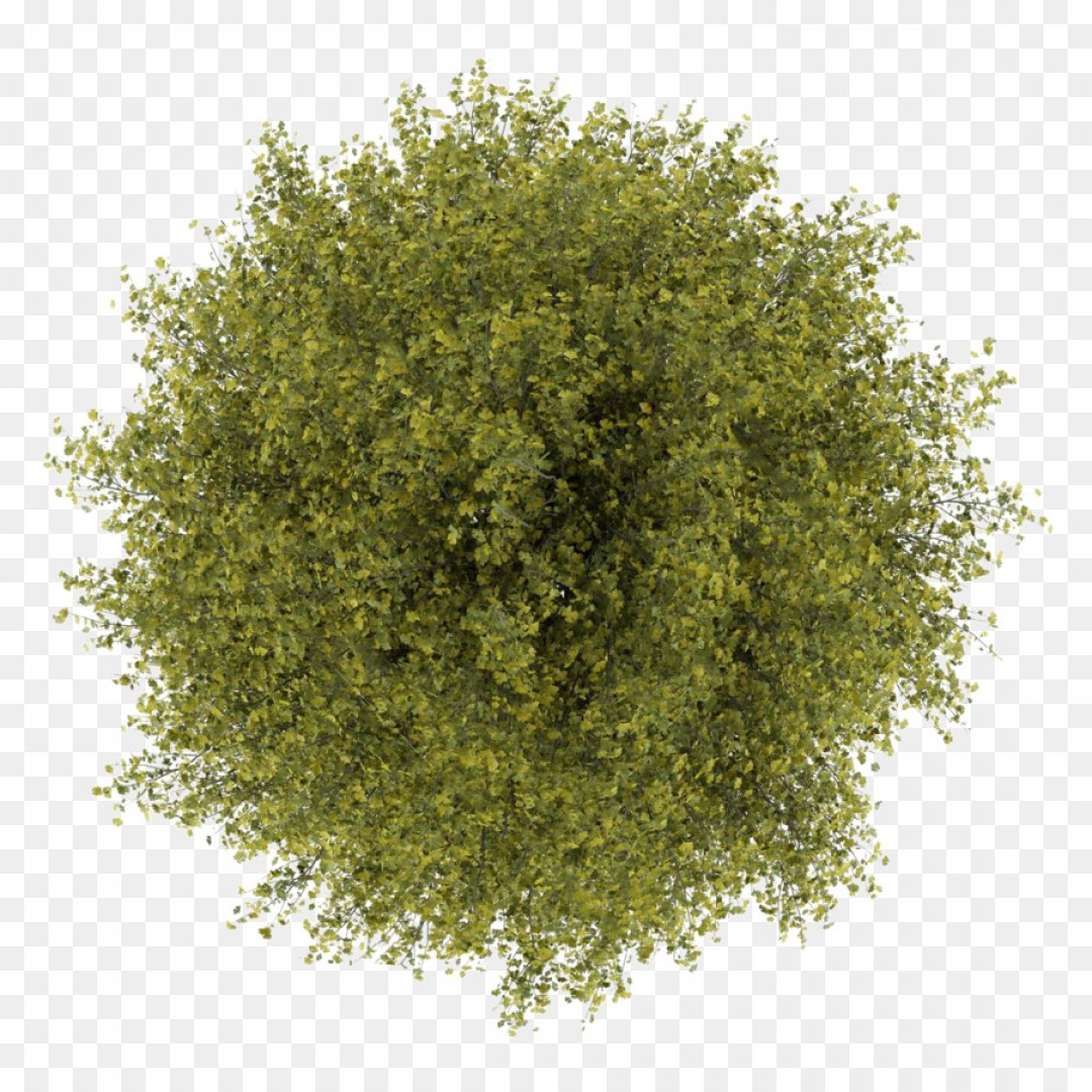 1080x1080 Png Tree Stock Photography Royalty Free Tree Top View Newwaysys