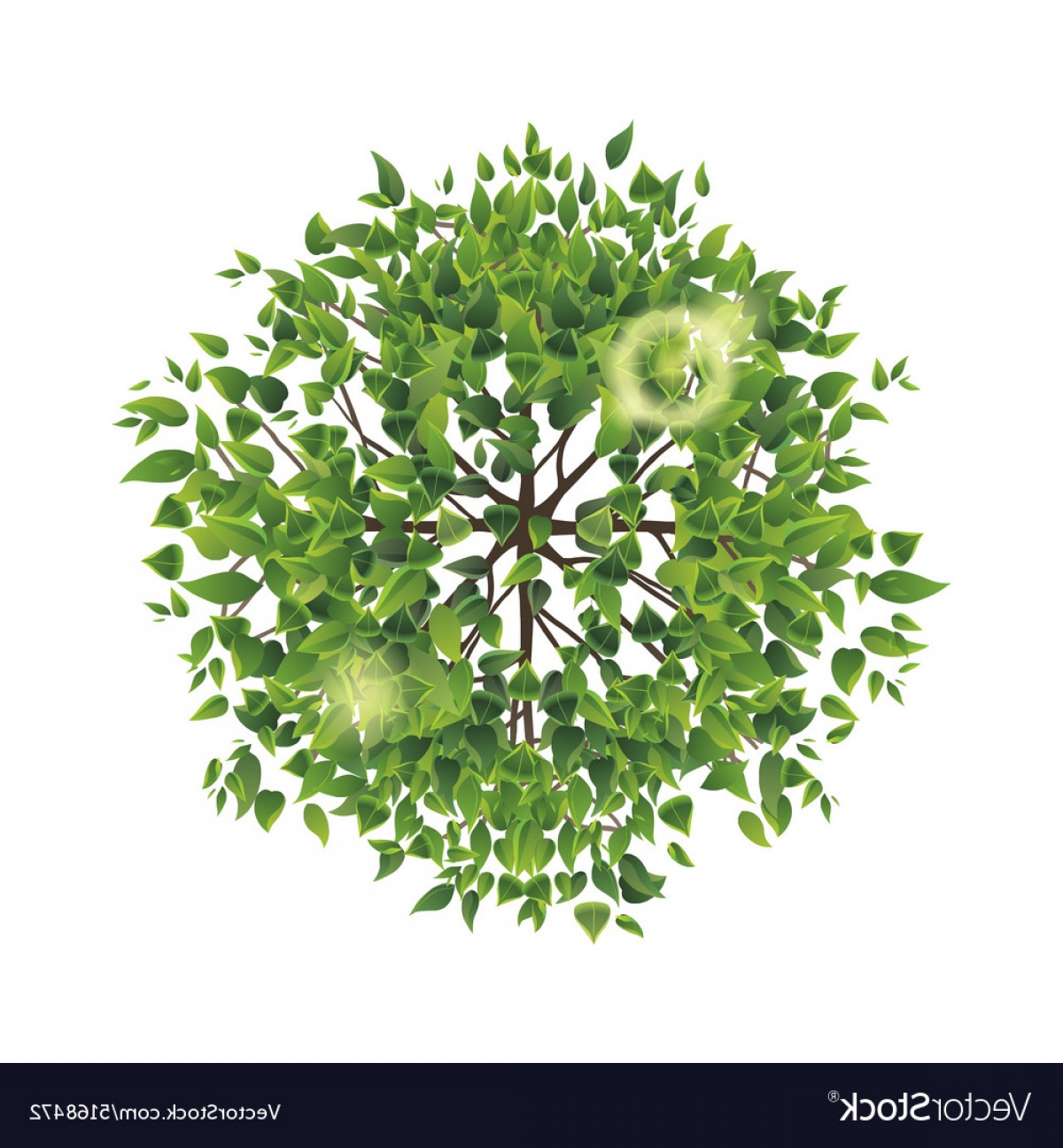 1200x1296 Summer Tree Top View Vector Catchsplace