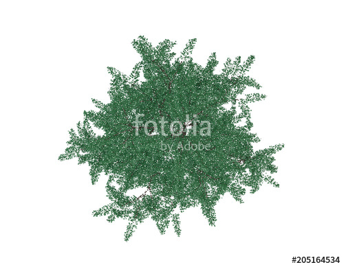 500x389 Albizia Tree Top View Isolated On White Background Vector