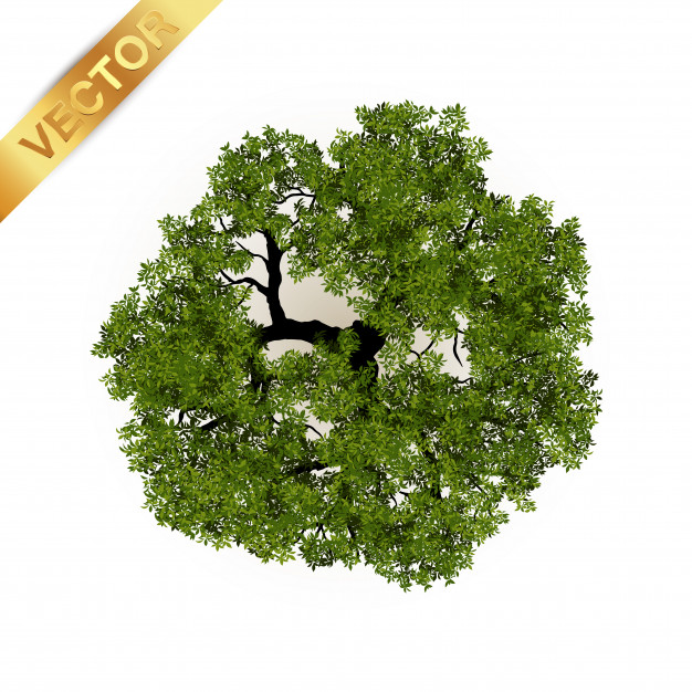 626x626 Trees Top View For Landscape Vector Premium Download