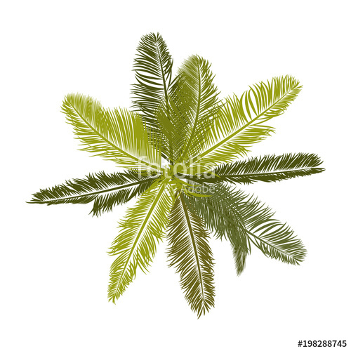 500x500 Trees Top View For Landscape Vector Illustration Stock Image