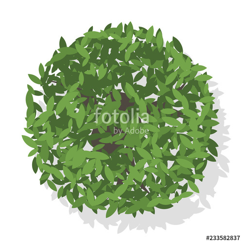 Tree Top View Vector at Vectorified.com | Collection of Tree Top View ...