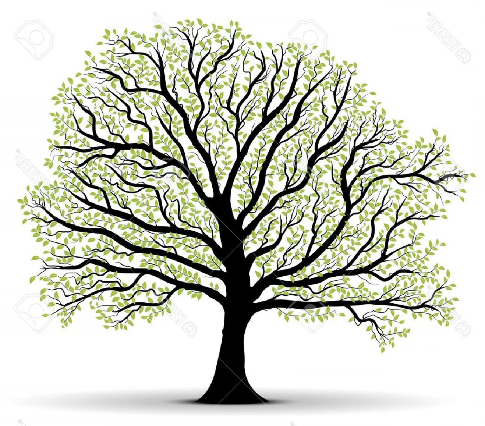 1560x1372 Photobig Vector Tree Silhouette With Green Foliage Over White
