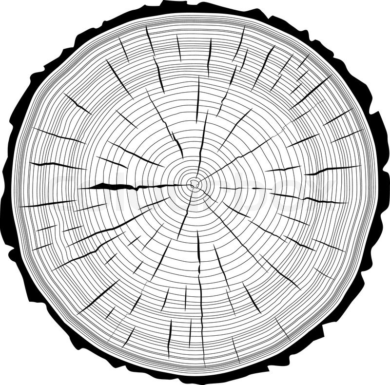800x790 Tree Rings Saw Cut Tree Trunk Stock Vector Colourbox