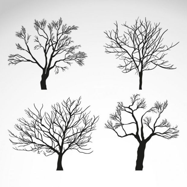 Tree Vectors 620x620 Tree Vectors