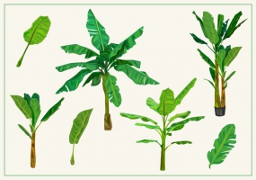 Banana Tree Free Vector Free Vector Graphic Art Free Download 285x200 Banana Tree Free Vector Free Vector Graphic Art Free Download