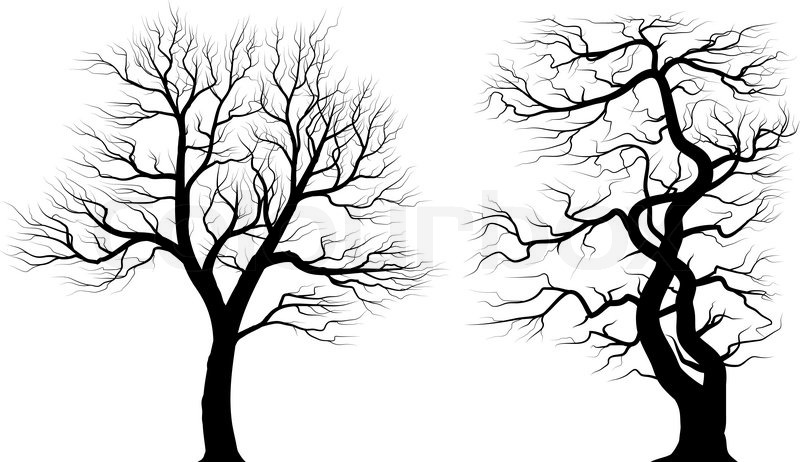 Silhouettes Of Old Huge Trees Over Stock Vector Colourbox 800x462 Silhouettes Of Old Huge Trees Over Stock Vector Colourbox