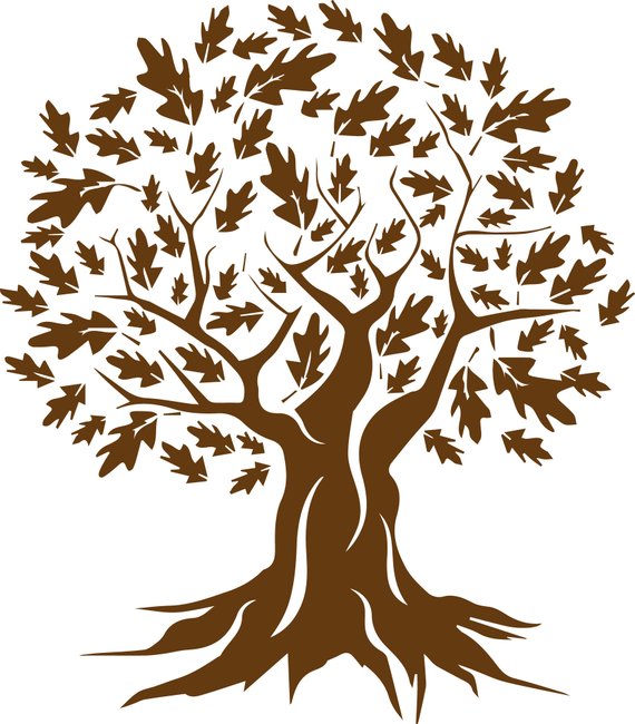 570x650 Oak Tree