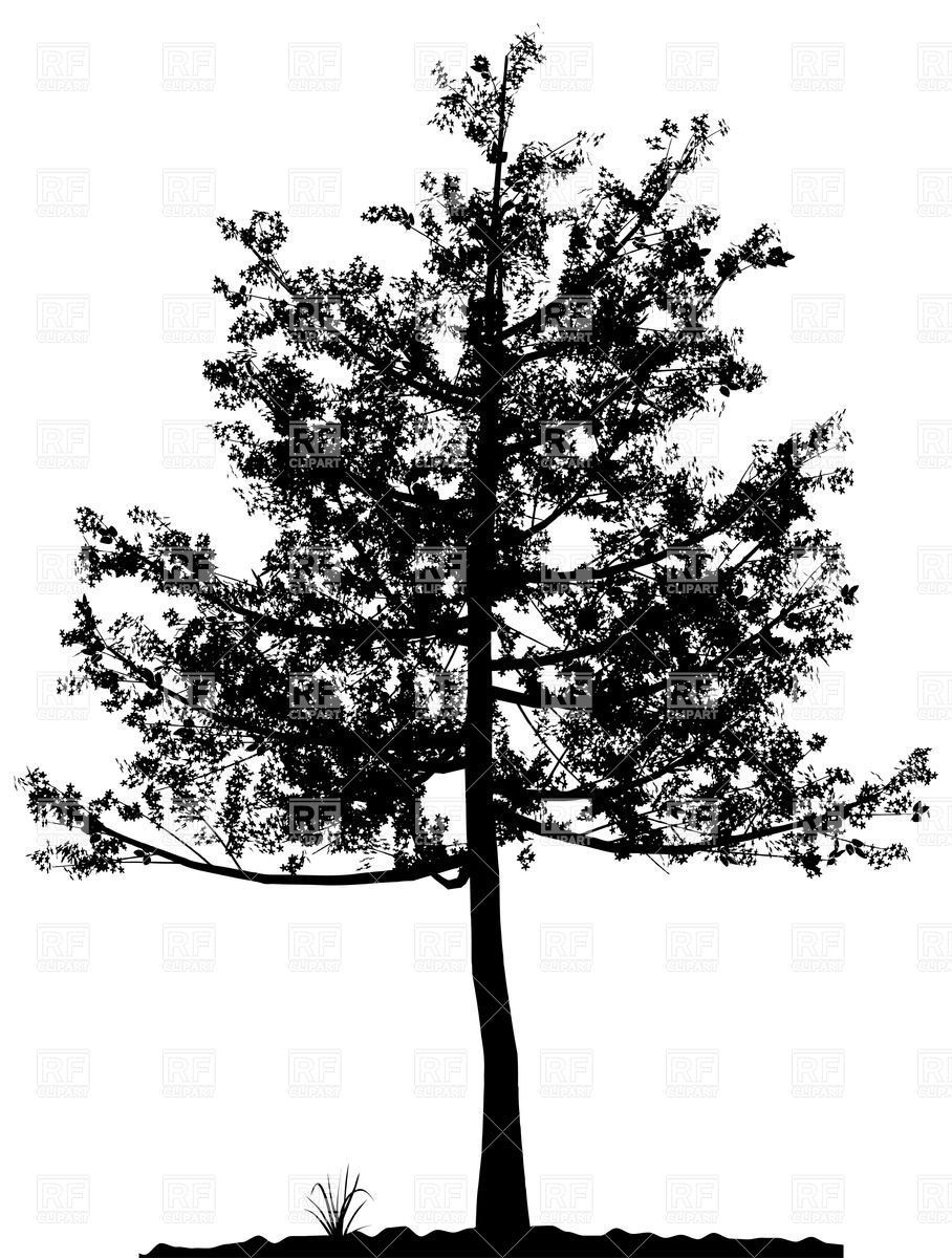 908x1200 Silhouette Of Deciduous Tree Vector Image Of Plants And Animals