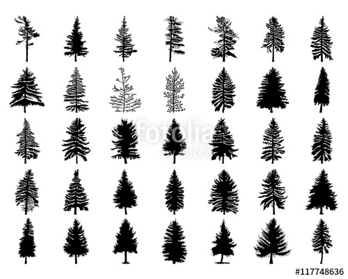 500x400 Vector Set Silhouette Of Different Canadian Pine Trees Conifer