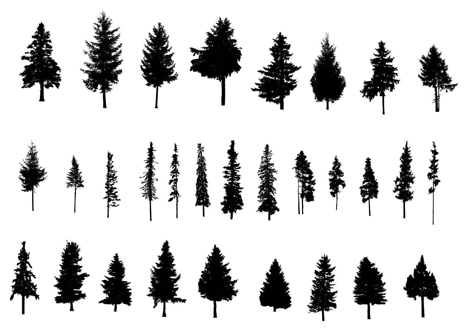 1500x1062 Collection Of 'free Pine Tree Silhouette Vector' Download More