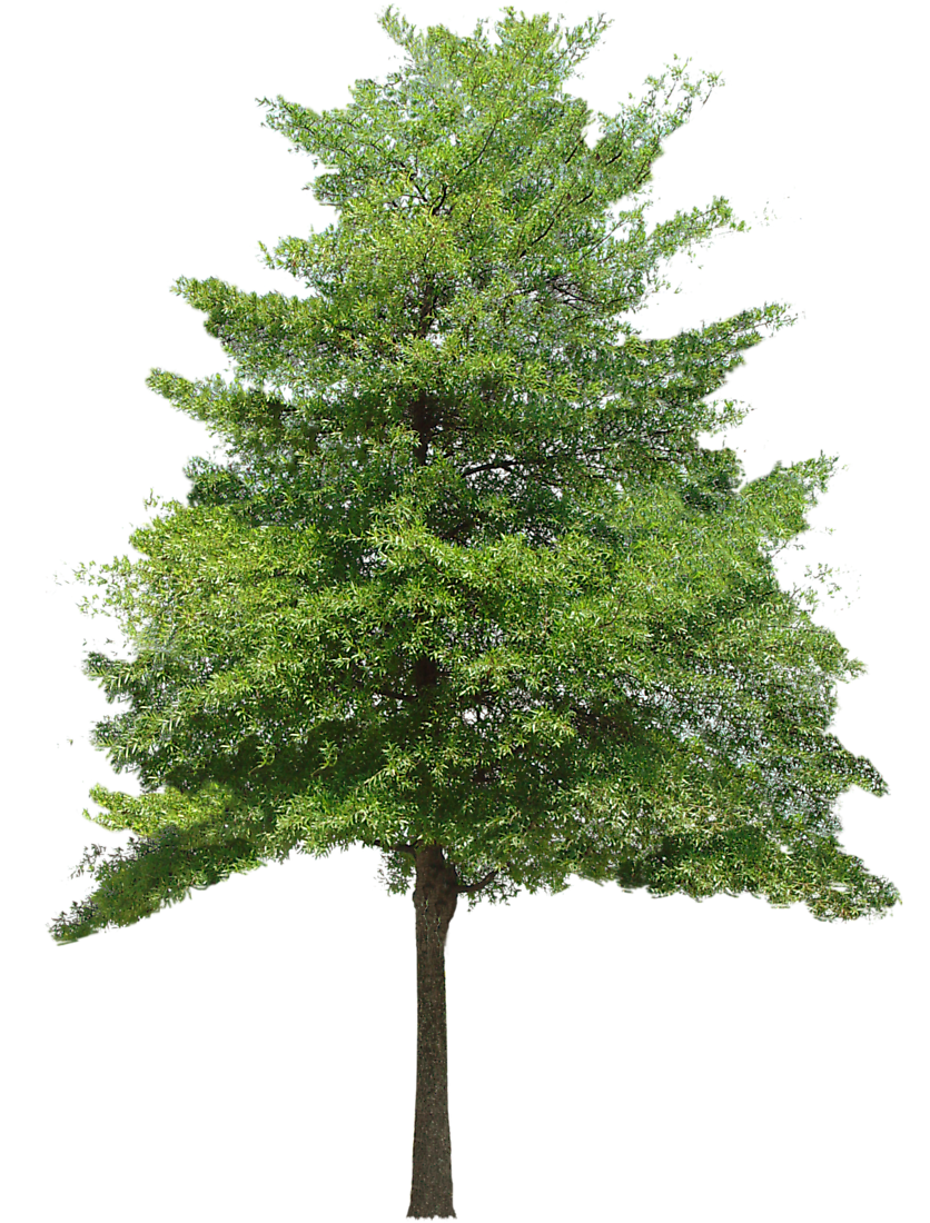 Free Download Tree Vector Png 836x1100 Free Download Tree Vector Png
