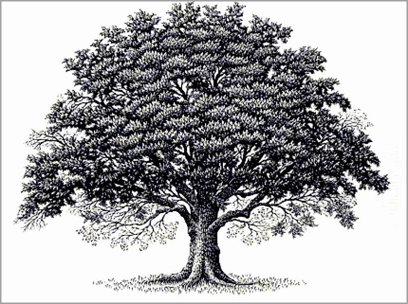 Tree Vector Free Download Best Of Oak Tree Vector Free Free 820x612 Tree Vector Free Download Best Of Oak Tree Vector Free Free