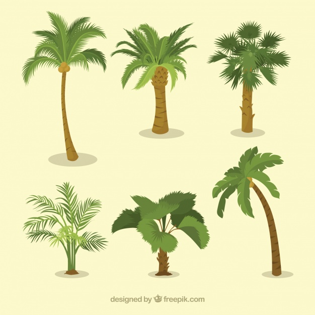 Various Types Of Palm Trees Vector Free Download Types Of Palms 626x626 Various Types Of Palm Trees Vector Free Download Types Of Palms