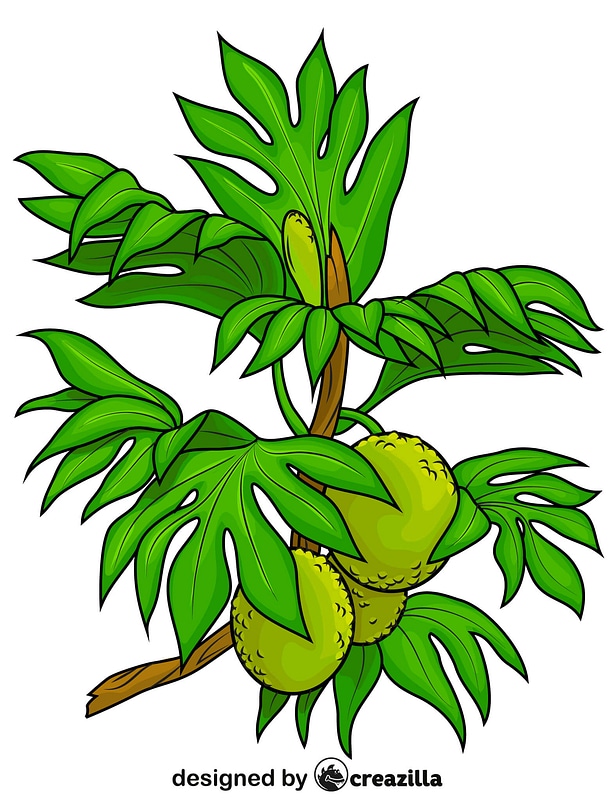Breadfruit Tree Free Download Creazilla 615x800 Breadfruit Tree Free Download Creazilla