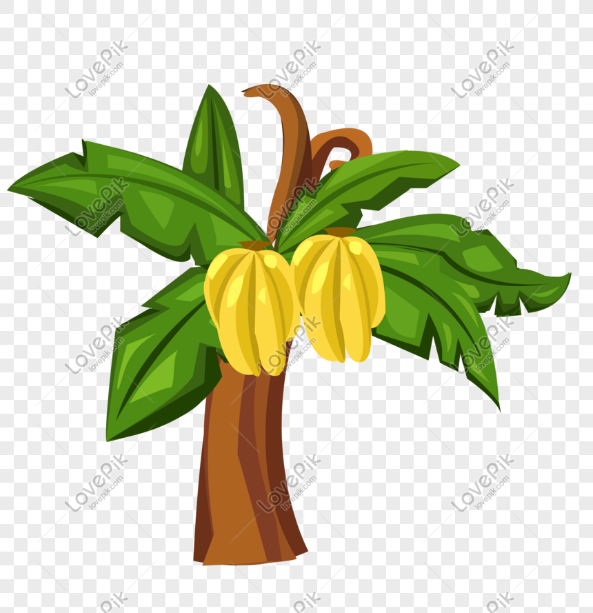Cartoon Hand Drawn Banana Tree Vector Png Image Picture Free 860x889 Cartoon Hand Drawn Banana Tree Vector Png Image Picture Free