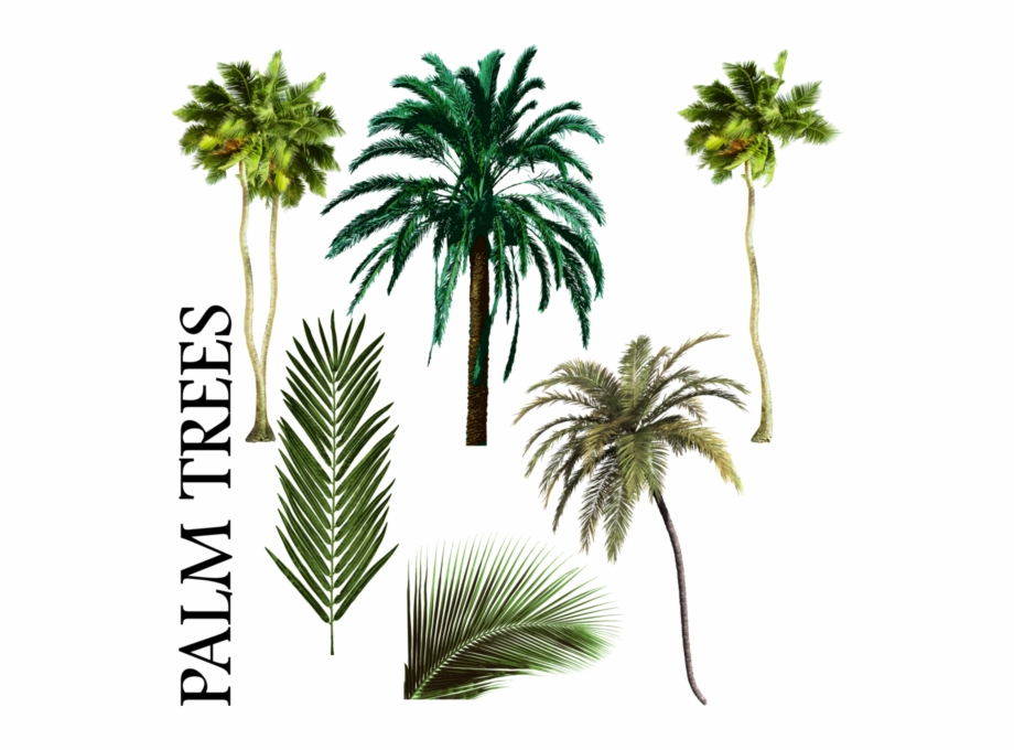 920x680 Palm Tree Vector Png Palmiye